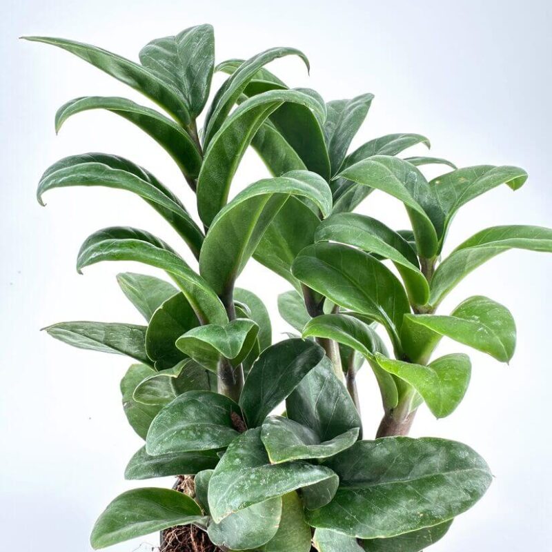 Lush Green Plant in Minimalist Setting Vibrant, healthy potted plant with lush green leaves in a minimalist setting.