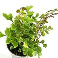 Vibrant green indoor plant in a modern metallic pot with lush, delicate leaves.