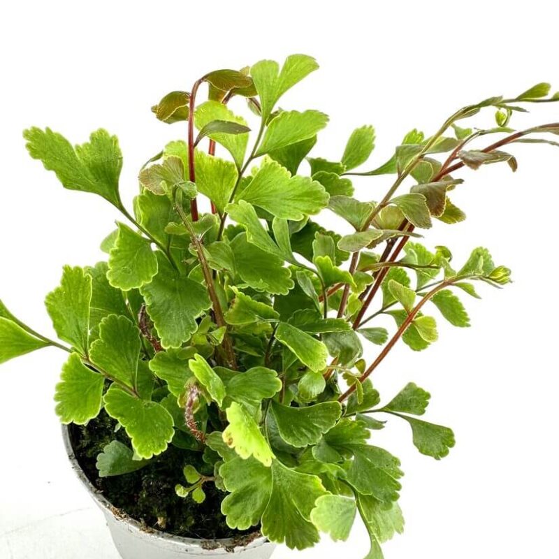 Lush Green Plant in Modern Metallic Pot Vibrant green indoor plant in a modern metallic pot with lush, delicate leaves.