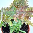 Lush potted plant with vibrant leaves in terracotta pot, showcasing diverse textures and colours.