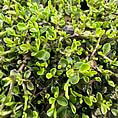 Vibrant close-up of a succulent garden showcasing diverse green plants thriving in sunlight.