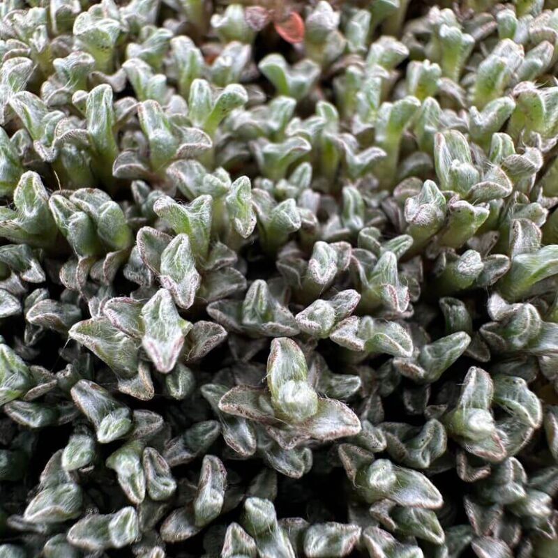 Lush Succulent Garden with Shimmering Leaves Lush green succulent cluster with intricate rosette formations and shimmering leaves.