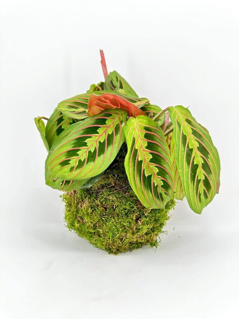 Vibrant Maranta plant with striking foliage and moss base, showcasing natures beauty and vitality.