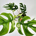 Vibrant Monstera plant with fenestrated leaves in terracotta pot against a clean white background.