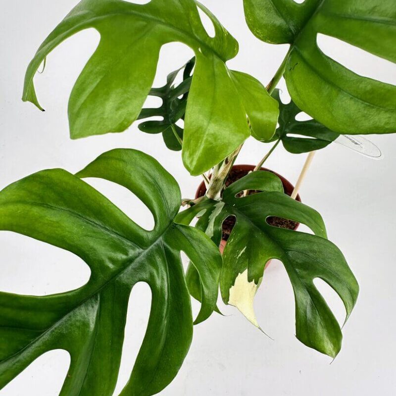 Vibrant Monstera Foliage Against Minimalist White Background Vibrant Monstera plant leaves showcasing fenestration against a clean white background.
