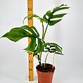 Monstera plant in terracotta pot with growth measurement stick, showcasing vibrant green foliage.