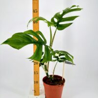 Monstera plant in terracotta pot with growth measurement stick, showcasing vibrant green foliage.
