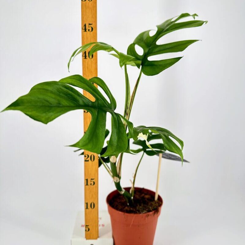 Monstera Growth Display in Terracotta Pot Monstera plant in terracotta pot with growth measurement stick, showcasing vibrant green foliage.