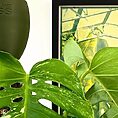 Lush Monstera leaves in elegant olive planter, framed botanical artwork enhances indoor greenery aesthetic.