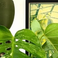 Lush Monstera leaves in elegant olive planter, framed botanical artwork enhances indoor greenery aesthetic.