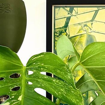 Lush Monstera leaves in elegant olive planter, framed botanical artwork enhances indoor greenery aesthetic.