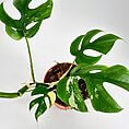 Lush Monstera plant with vibrant leaves in a terracotta pot against a white backdrop.