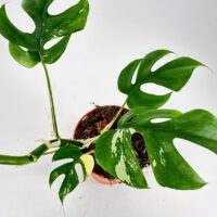 Lush Monstera plant with vibrant leaves in a terracotta pot against a white backdrop.