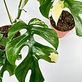 Stunning Monstera plant showcasing deep green leaves and creamy yellow variegation in terracotta pot.