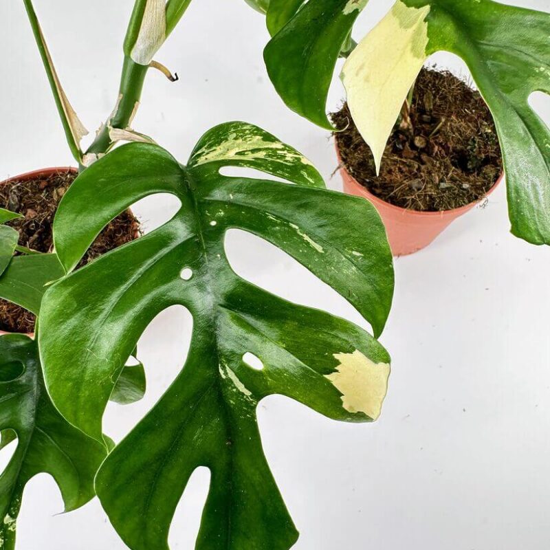 Stunning Monstera Leaves with Unique Variegation Stunning Monstera plant showcasing deep green leaves and creamy yellow variegation in terracotta pot.