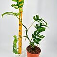 Lush monstera plant in terracotta pot with measuring ruler, showcasing indoor plant care and growth.