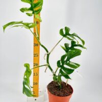 Lush monstera plant in terracotta pot with measuring ruler, showcasing indoor plant care and growth.
