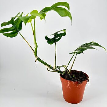 Vibrant Monstera plant in terracotta pot, showcasing glossy split leaves and rich soil.