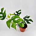 Vibrant Monstera plant with dramatic foliage in terracotta pot, perfect for indoor gardening.