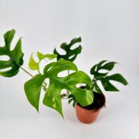 Vibrant Monstera plant with dramatic foliage in terracotta pot, perfect for indoor gardening.