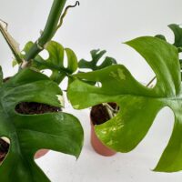 Lush Monstera plants with green leaves in terracotta pots against a minimalist background.