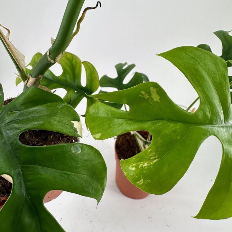 Vibrant Monstera Plants in Terracotta Pots Lush Monstera plants with green leaves in terracotta pots against a minimalist background.