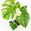 Variegated Monstera plant with glossy leaves in a terracotta pot against a white background.