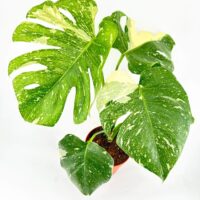 Variegated Monstera plant with glossy leaves in a terracotta pot against a white background.