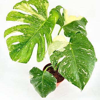 Variegated Monstera plant with glossy leaves in a terracotta pot against a white background.