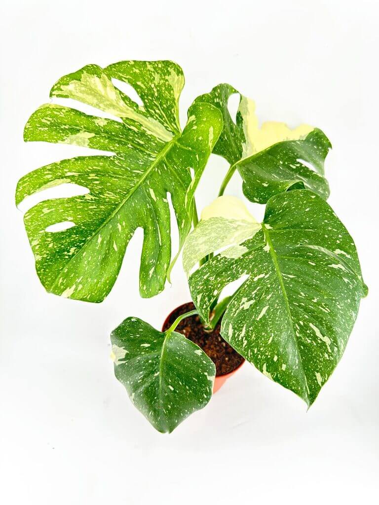 Variegated Monstera plant with glossy leaves in a terracotta pot against a white background.
