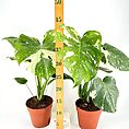 Variegated monstera houseplants in terracotta pots with a ruler measuring growth.