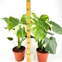 Variegated monstera houseplants in terracotta pots with a ruler measuring growth.