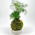 Lush green plant on a moss ball in a modern concrete pot, enhancing natural decor.