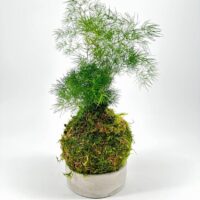 Lush green plant on a moss ball in a modern concrete pot, enhancing natural decor.
