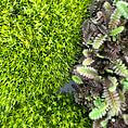 Close-up of vibrant green and dark moss showcasing diverse textures and lush greenery.