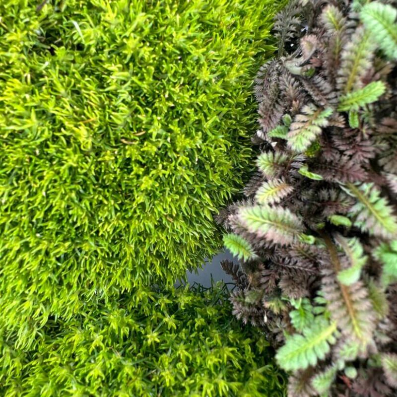 Lush Moss Diversity: A Close-Up Exploration Close-up of vibrant green and dark moss showcasing diverse textures and lush greenery.