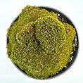 Lush green moss arrangement in a modern black pot, enhancing natural decor beautifully.