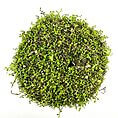 Vibrant green moss patch showcasing rich texture against a white background, evoking natural beauty.