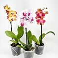 Vibrant orchid trio in transparent pots with colourful blooms and lush green leaves.