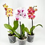 Orchid Phalaenopsis Blooming Butterfly
