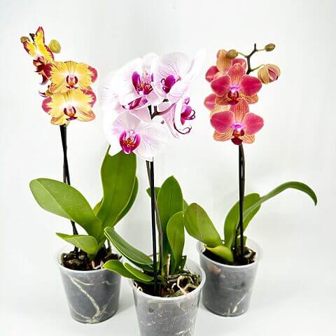 Vibrant orchid trio in transparent pots with colourful blooms and lush green leaves.