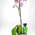 Vibrant pink Phalaenopsis orchid with gardening supplies in a serene setting for plant care.