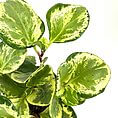 Lush variegated plant with glossy green and yellow leaves against a bright white background.