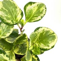 Lush variegated plant with glossy green and yellow leaves against a bright white background.