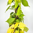 Vibrant philodendron plants with green and yellow leaves in stylish pots for indoor decor.