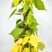 Vibrant philodendron plants with green and yellow leaves in stylish pots for indoor decor.