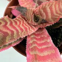 Vibrant pink bromeliad plant in a rustic pot showcasing stunning colours and textures.