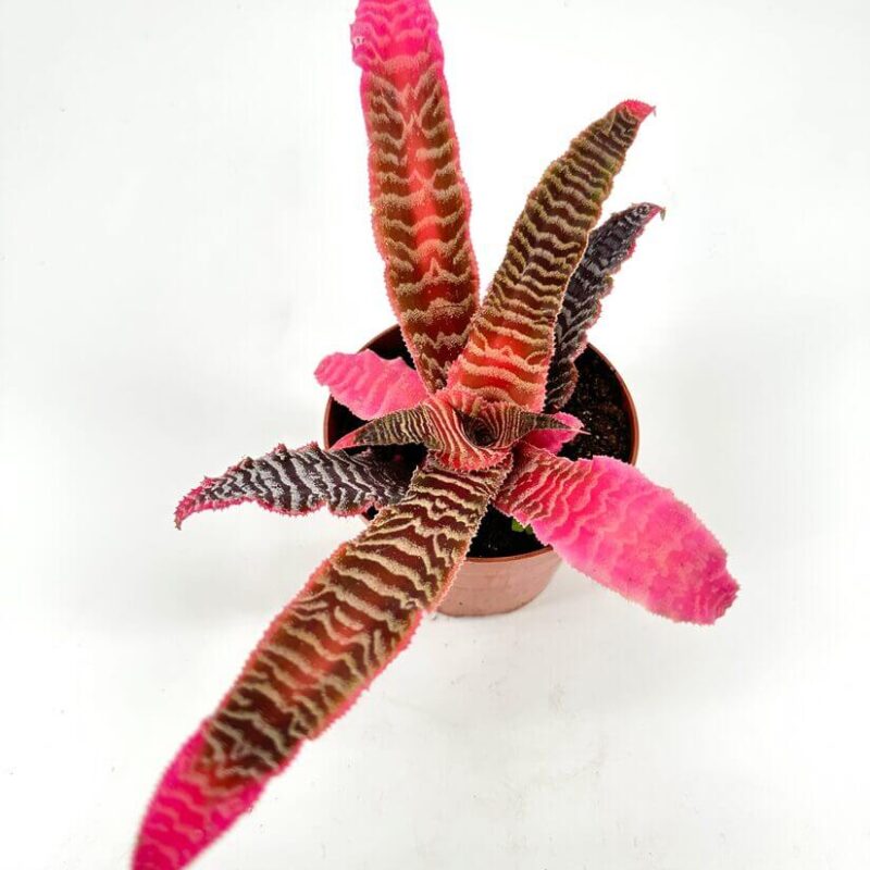 Vibrant Pink and Green Foliage Houseplant Delight Vibrant houseplant with pink and green wavy leaves in terracotta pot against white background.