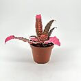 Vibrant potted plant with pink and green leaves in a brown pot on white background.