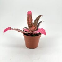 Vibrant potted plant with pink and green leaves in a brown pot on white background.